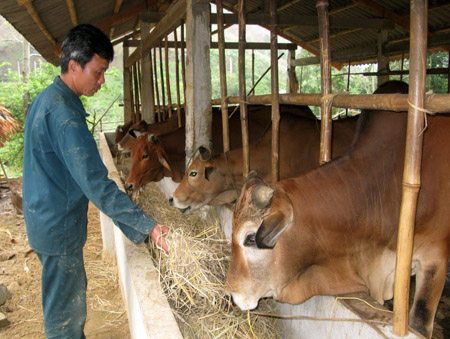 Đàn bò của gia đình bà Hoàng Thị Mão.
